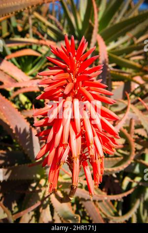 Torcia aloe, aloe arborescens in fiore, primo piano. Foto Stock