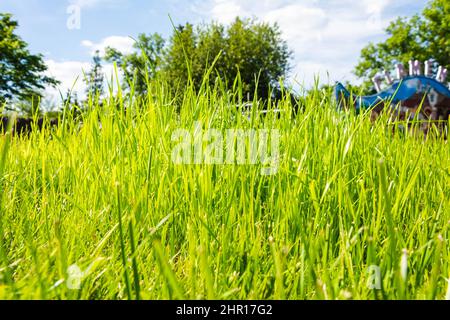 Verde erba fresca bagnata dalla luce del sole, primavera sfondo, estate mattina sfondo di erba verde nel parco, prato. Foto Stock