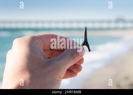 Tenere a mano il dente dello squalo con il molo di Venezia sullo sfondo a Venice Beach a Venezia, Florida Foto Stock