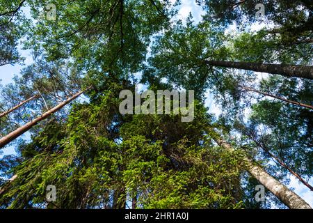 pini evergreen che si estendono nel cielo, nella foresta, aghi, tronchi alti diritti di pini nella foresta estiva. Foto Stock