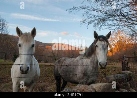 Coppia di cavalli dietro recinzione filo nel mezzo del campo al tramonto con cielo blu orizzontale Foto Stock