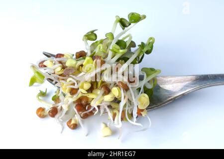 Ravanello da giardino (Raphanus sativus), Ravanello Daikon giapponese, germogli, ritaglio Foto Stock