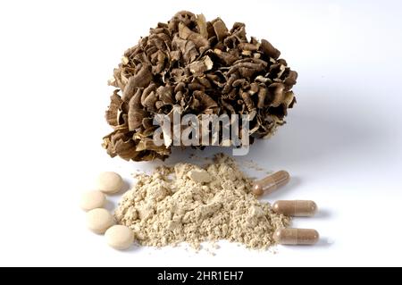 Gallina dei boschi, maitake (Grifola frontosa), corpo di frutta secca, polvere, compresse e capsule compresse Foto Stock