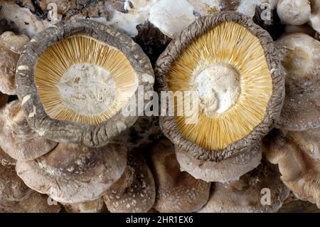 Shiitake (Lentinula edodes, Lentinus edodes), corpi fruttati secchi Foto Stock