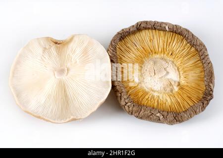 Shiitake (Lentinula edodes, Lentinus edodes), un corpo fruttato fresco e uno secco Foto Stock