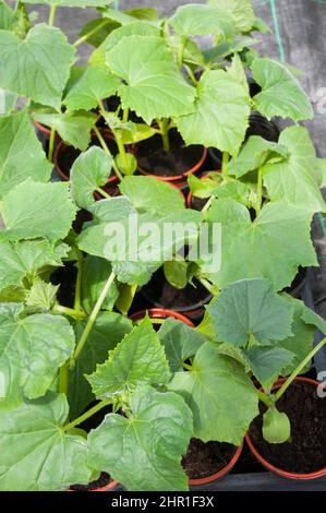 Piante di cetriolo giovani in pentole piccole in un vassoio di navetta di 18 sezioni pronto per piantare sopra. Foto Stock