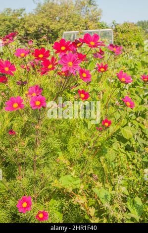 Gruppo di Carmine Rosso Cosmo Sonata fiori con centri gialli su sfondo di foglie piume pinnate.A estate giardino fiorito annuale Foto Stock