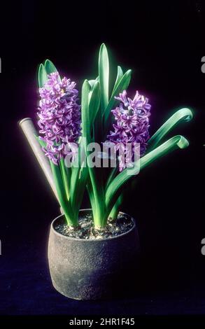 Hyacinthus Amethyst che cresce in una vecchia pentola di cottura in ghisa una varietà di Hyacinth Orientalis che è un bulbo fiorente di primavera è perenne e completamente indurito Foto Stock