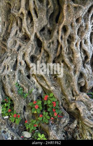 Olivo (Olea europaea ssp. Sativa), particolare del tronco di un olivo di 600 anni, Croazia, Dalmazia, Hvar Foto Stock