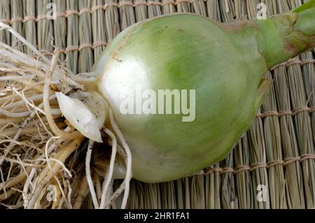 Cipolla falsa di mare (Ornithogalum caudatum), cipolla Foto Stock