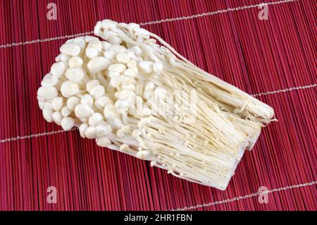 Gambo di velluto, funghi Enoki, fungo d'ago dorato, fungo d'inverno, piede di velluto, Gambo di velluto (vellutipes di Flammulina, vellutipes di Collybia), pressato Foto Stock