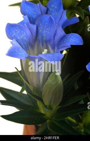 Genziana cinese, genziana cinese (Gentiana sinoornata, Gentiana seno-ornata), fiori, tagliata Foto Stock