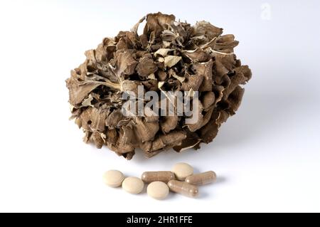 Gallina dei boschi, maitake (Grifola frontosa), corpo di frutta secca, compresse e capsule compresse Foto Stock