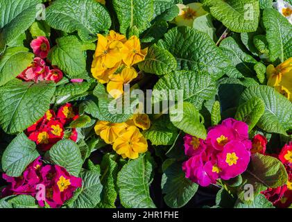 Fiori di primula colorati in giornata di sole. Un tappeto di molti fiori di primrose multicolore, noto anche come cowslip, coltivato in una serra. Messa a fuoco selettiva, Foto Stock