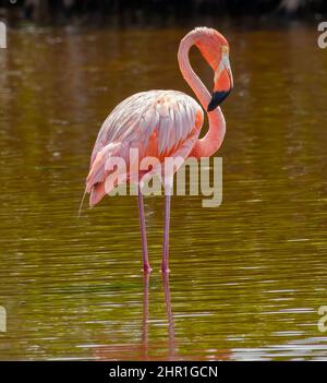 Un Flamingo americano si trova in una palude di mangrovie di acqua salata nelle Florida Keys, un uccello selvatico molto raro per gli Stati Uniti. Foto Stock