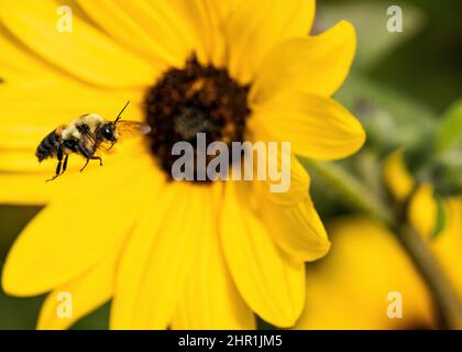 Primo piano di un grande Bumblebee a metà volo con un girasole giallo brillante sullo sfondo. Foto Stock