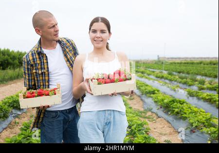 Felice giovane coppia su una piantagione che tiene cassette di fragole Foto Stock