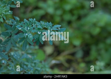 dettaglio di foglie di rue plant con gocce di acqua piovana da vicino vista all'aperto Foto Stock