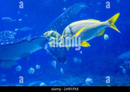 Porkfish (Anisotremus virginicus) che nuota accanto a uno squalo balena gigante (Rhincodon typus) presso il Georgia Aquarium nel centro di Atlanta Foto Stock