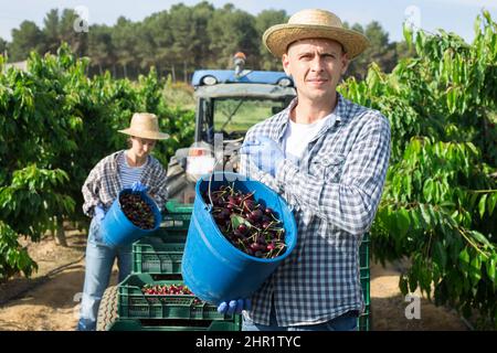 Giovane agricoltore maschio positivo tiene un secchio, mostrando ciliegie Foto Stock