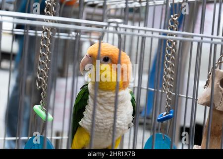 Uccello animale verde, arancione, giallo e bianco in gabbia per uccelli Foto Stock