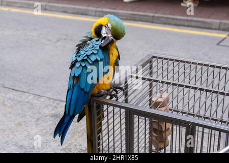 Pappagallo in piedi sulla gabbia degli uccelli per le strade di Hong Kong Foto Stock