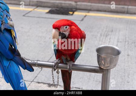 Pappagallo in piedi sul pappagallo stand per le strade di Hong Kong Foto Stock