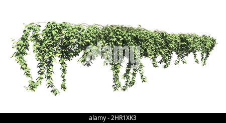 Illustrazione 3D arrampicata piante creepers isolato su sfondo bianco Foto Stock