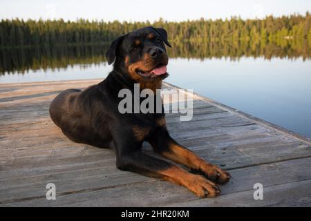 rottweiler cane sdraiato su un molo sul lago in estate panting Foto Stock