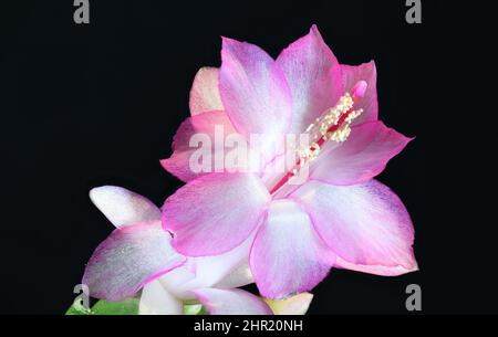 I fiori di cactus di Natale, secondo la leggenda, furono usati dai nativi della Bolivia per celebrare la nascita di Cristo la vigilia di Natale. Foto Stock