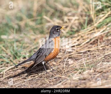 Primo piano di un Robin americano su un'area selvaggia e collinare all'inizio della primavera. Foto Stock