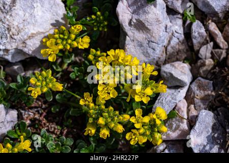 Alyssum montanum fiore che cresce in montagna Foto Stock