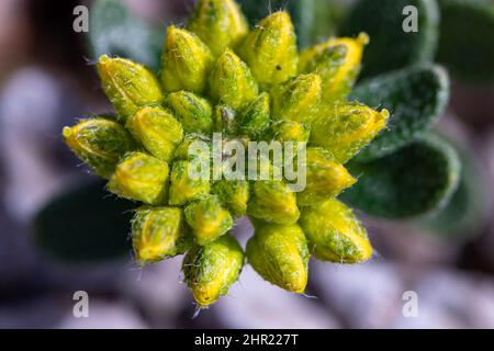 Alyssum montanum fiore in montagna Foto Stock