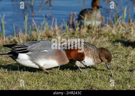 Eurasian Wigeon - Anas penelope coppia pascolo Foto Stock