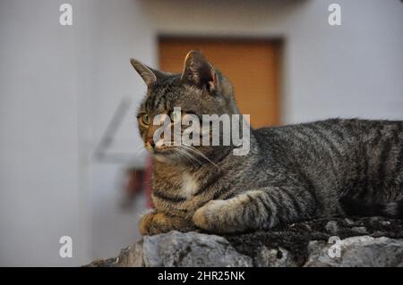 Tiger gatto profilo seduto sul floor.Tiger gatto in attesa di un pasto a finestra chiusa. Gatto seduto e in cerca. Foto Stock