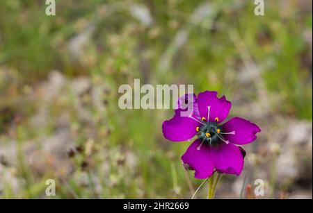 Fiore della forma viola di Drosera cistiflora in habitat naturale nel Capo occidentale del Sud Africa con copyspace Foto Stock