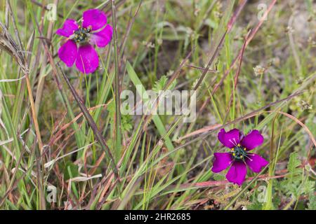 Fiori della forma viola di Drosera cistiflora visto in habitat vicino a Malmesbury, Capo occidentale del Sud Africa Foto Stock
