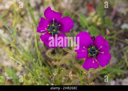 Piante carnivore: Due fiori della forma viola fiorita di Drosera cistiflora in habitat naturale nel Capo Occidentale del Sud Africa Foto Stock