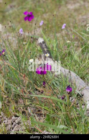La forma viola fiorita di Drosera cistiflora vicino a Malmesbury nel Capo Occidentale del Sud Africa Foto Stock