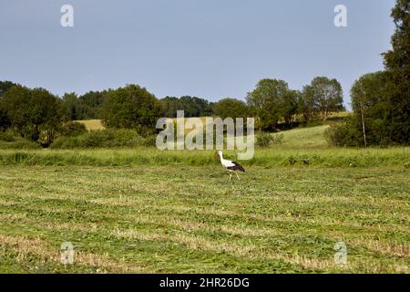 Una cicogna cammina attraverso un campo di falò in cerca di cibo in estate Foto Stock
