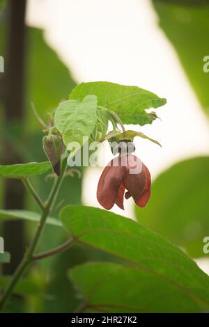 I fiori viola sono sull'albero di melanzane. Foto Stock