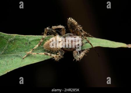 Ragno tessitore Orb, specie di Arnea, Satara, Maharashtra, India Foto Stock