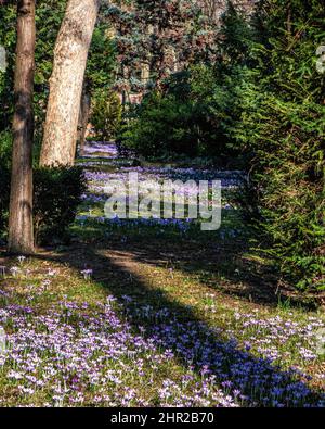 Friedhof Sophien ll cimitero, Mitte, Berlino, Germania. Crocus in grave cantiere in primavera, fiori Crocus Foto Stock