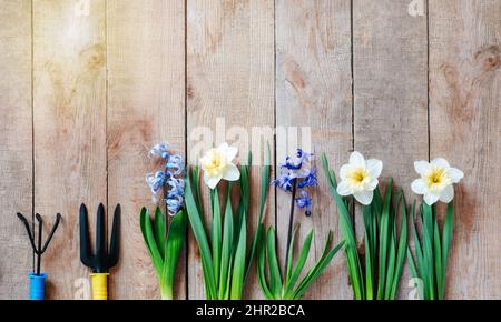 Primi fiori primavera piantando sfondo con giacinto e daffodil fiori bulbi, pala a mano e rastrello Foto Stock