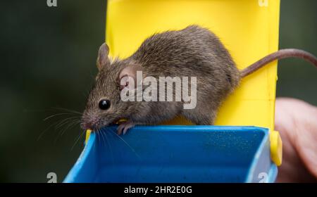 Mouse casa, Mus musculus, sniffing l'aria in giardino nel Queensland, Australia, essendo liberato da trappola umana giallo e blu. Foto Stock