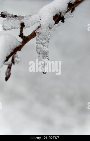 Una goccia dal ghiaccio. Cristalli di neve su un ramoscello e una goccia d'acqua. Foto Stock