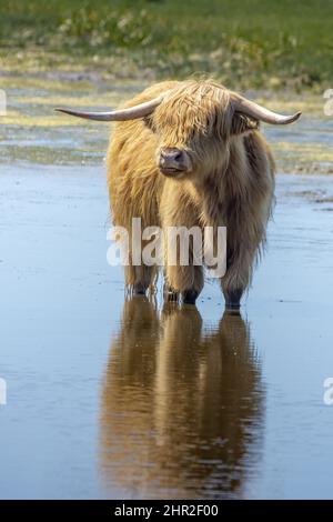 Vaches Highland bestiame en baie de Somme, Saint Firmin, Noyelles Foto Stock