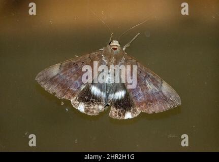 Falena bianca australiana, Achaea eusciasta, appoggiata su una superficie scura. Estate nel Queensland. Foto Stock