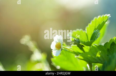Pianta di fragola. Fioritura di fragole. Cespugli di fragole Foto Stock