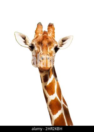 Giraffa primo piano in uno zoo su sfondo bianco, simpatico, divertente, felice giraffa volto ritratto, immagine isolata Foto Stock